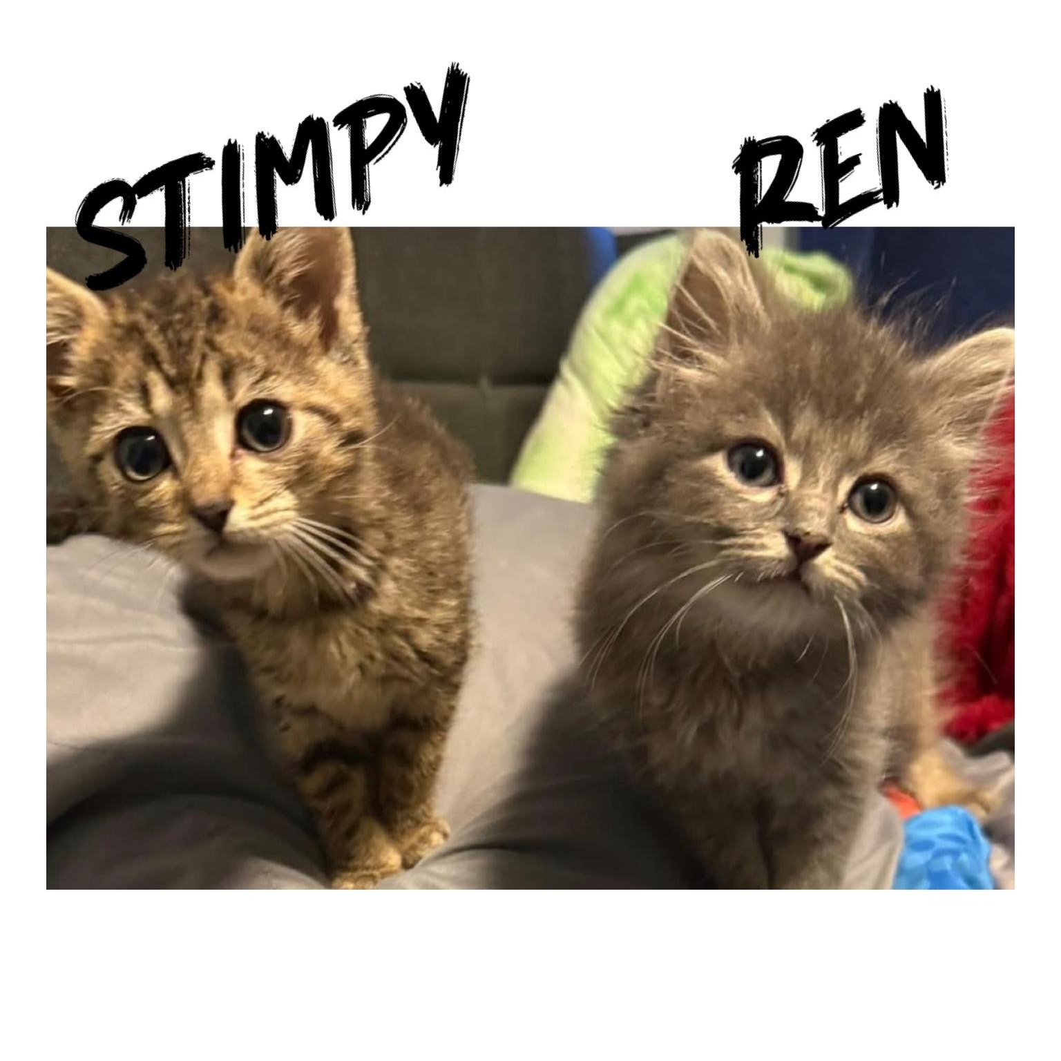 Stimson J. Cat, a ADOPTABLE Domestic Short Hair in Buffalo, NY image 2/4