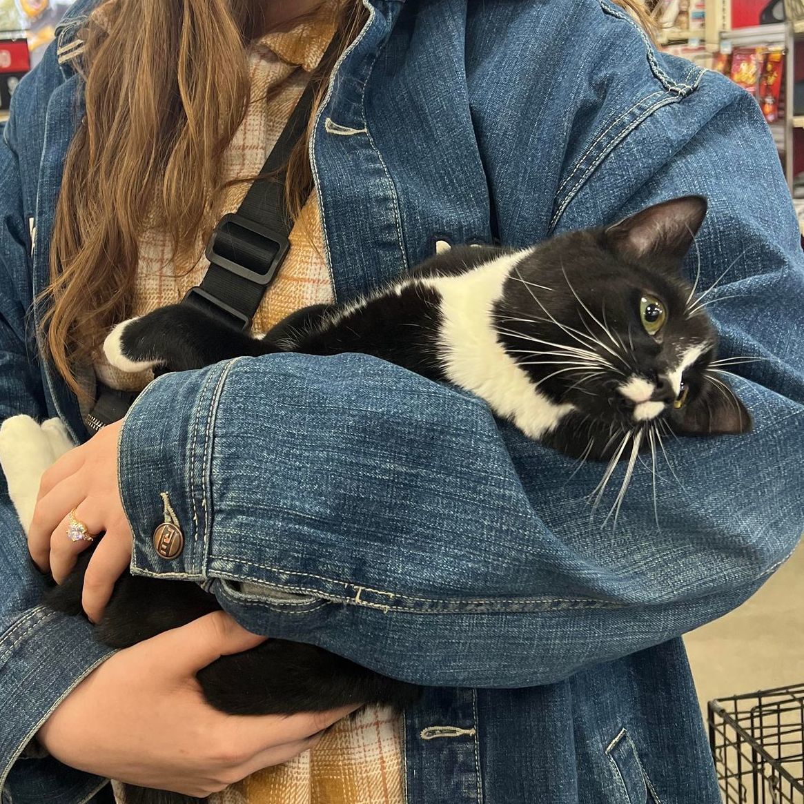 Calyptra, a Adoptable Domestic Short Hair in Clinton, NC image 1/12