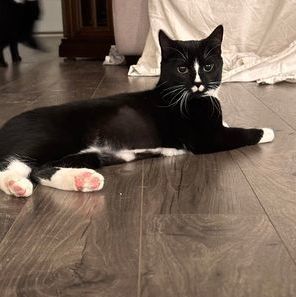 Calyptra, a Adoptable Domestic Short Hair in Clinton, NC image 2/12