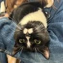 Calyptra, a Adoptable Domestic Short Hair in Clinton, NC image 3/12