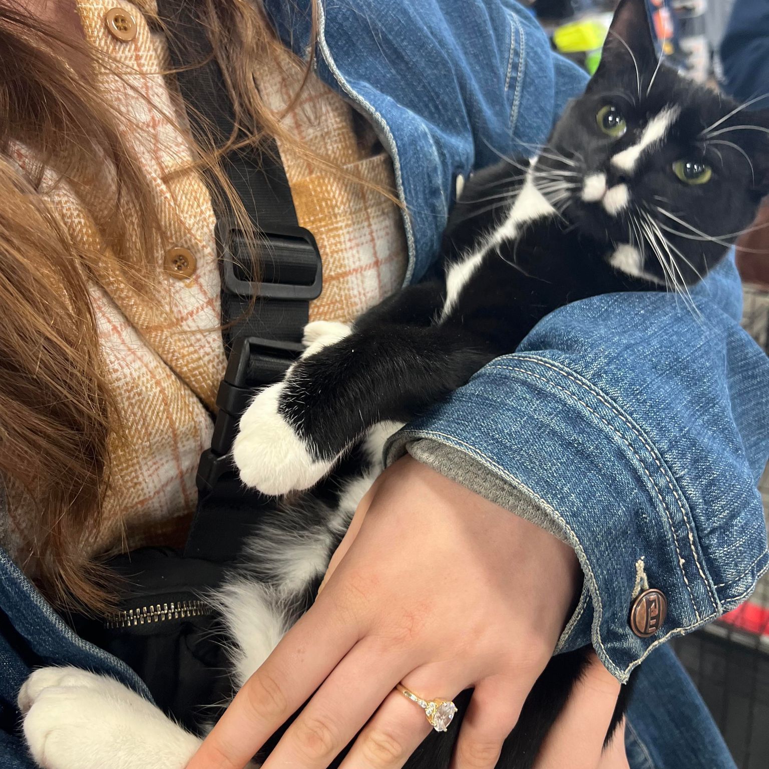 Calyptra, a Adoptable Domestic Short Hair in Clinton, NC image 4/12