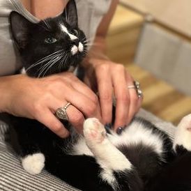 Calyptra, a Adoptable Domestic Short Hair in Clinton, NC image 5/12