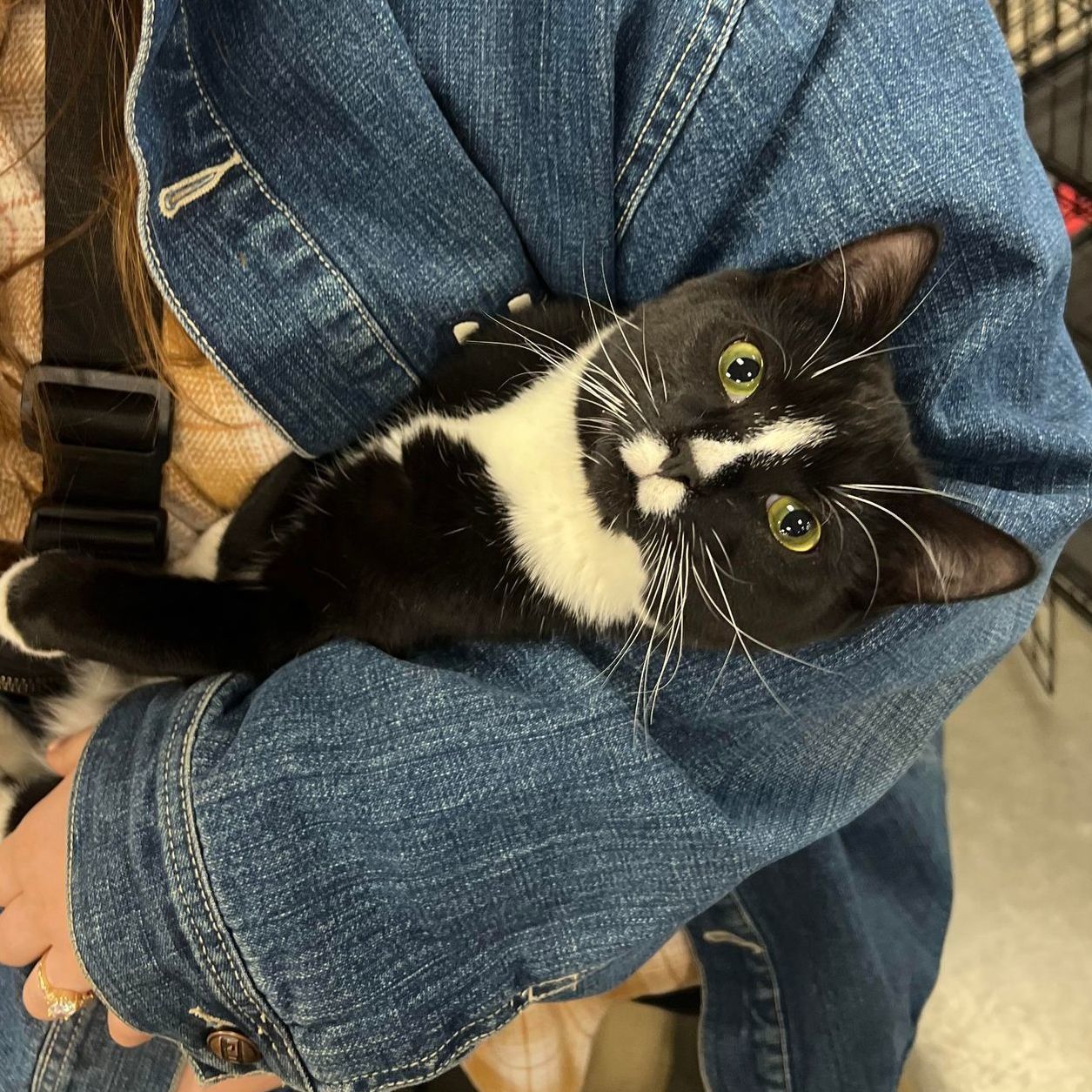 Calyptra, a Adoptable Domestic Short Hair in Clinton, NC image 6/12