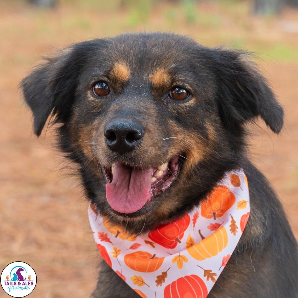 Enlarge Jasymin, a Adoptable Australian Shepherd in West Point, MS image 1/2