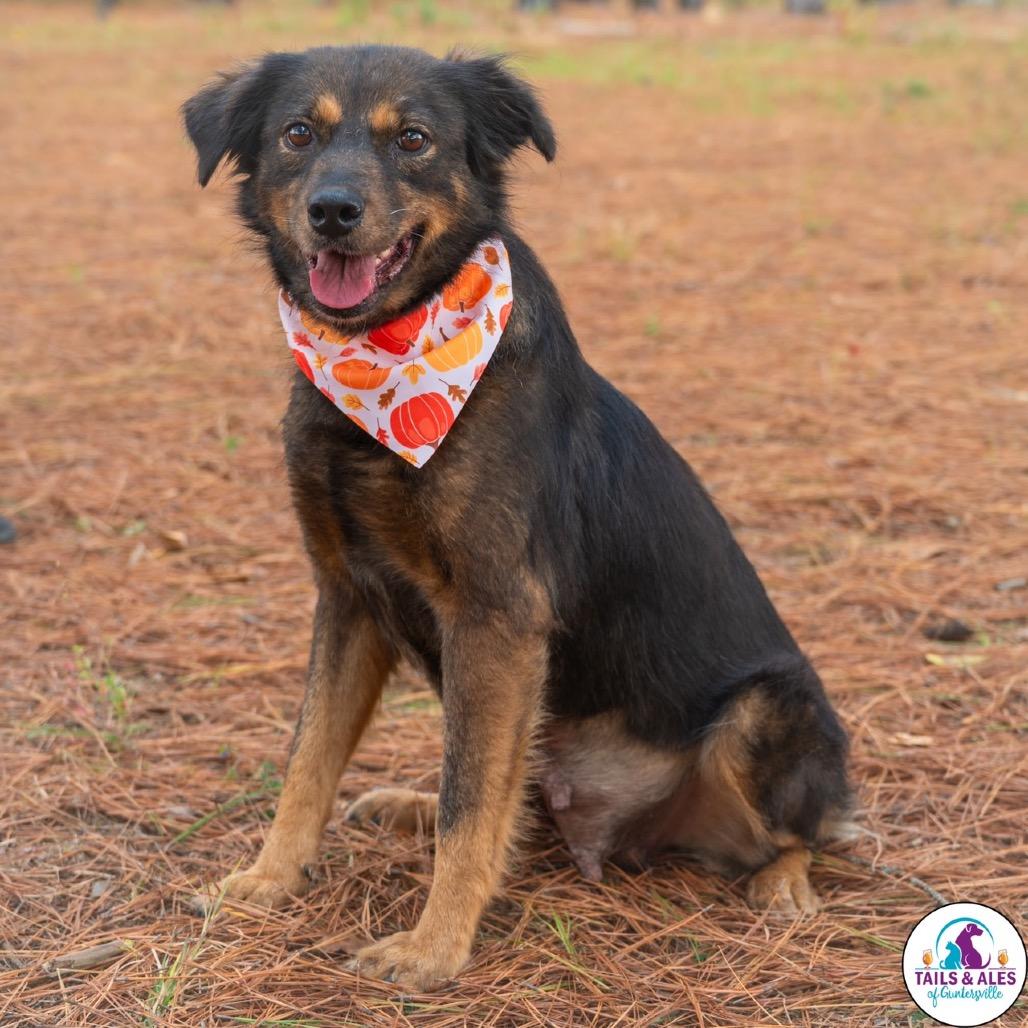Enlarge Jasymin, a Adoptable Australian Shepherd in West Point, MS image 2/2