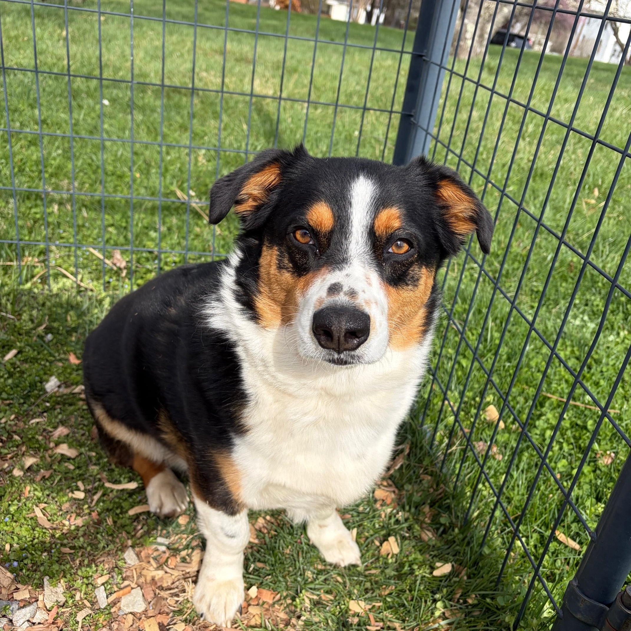 Enlarge Tucker, a ADOPTABLE mixed breed in Fincastle, VA image 1/1
