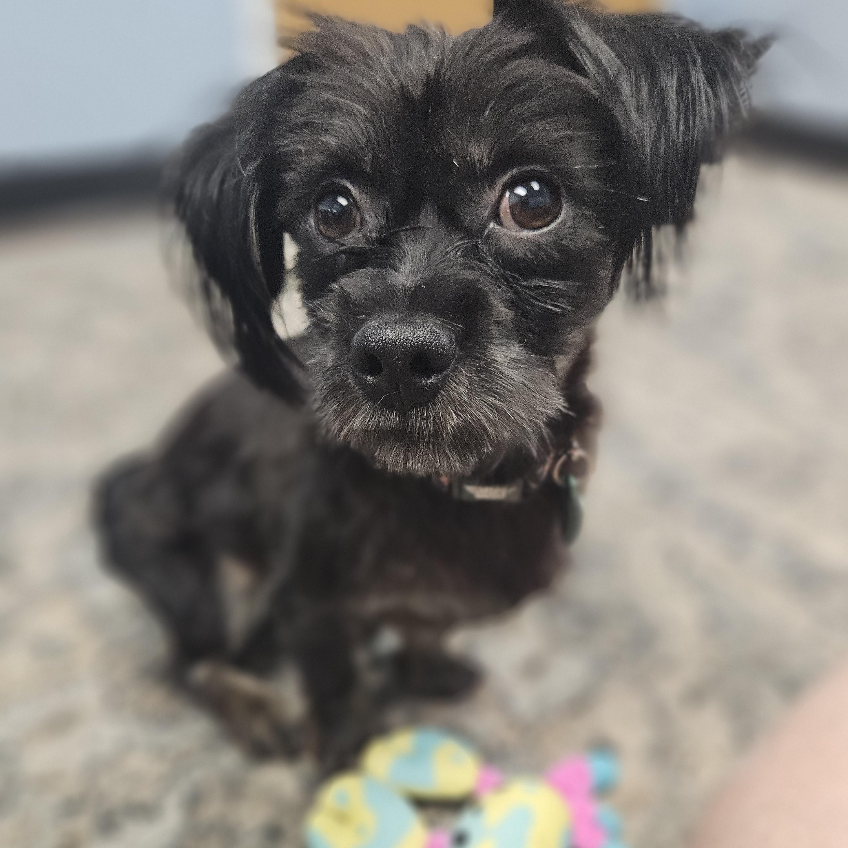 Enlarge Ollie, a Adoptable mixed breed in Livonia, MI image 4/6