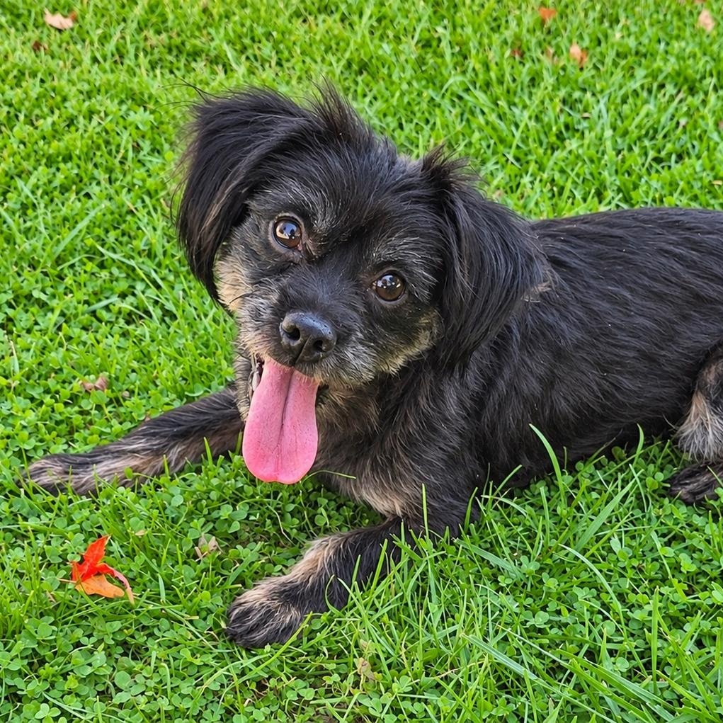 Enlarge Ollie, a Adoptable mixed breed in Livonia, MI image 2/6