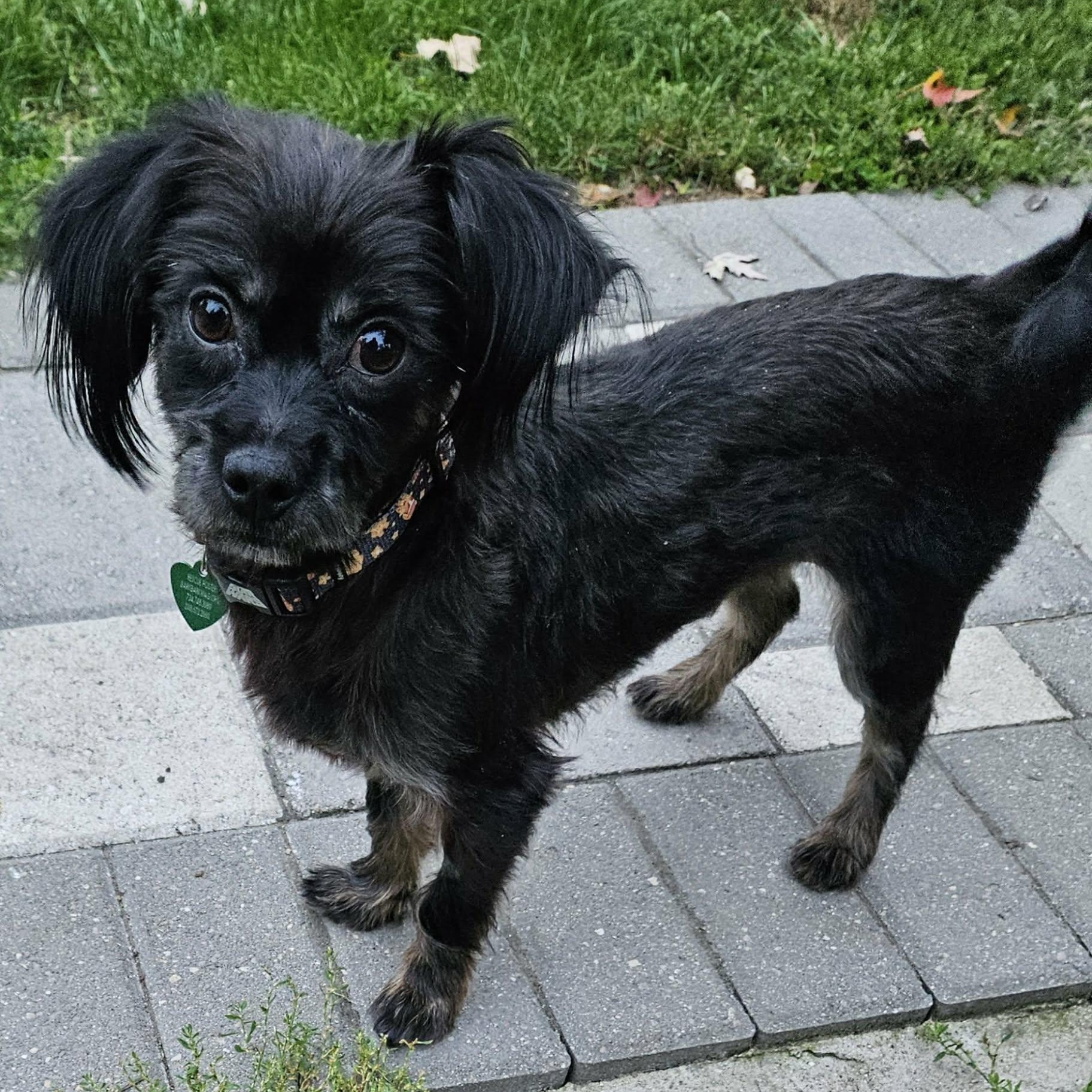 Enlarge Ollie, a Adoptable mixed breed in Livonia, MI image 5/6