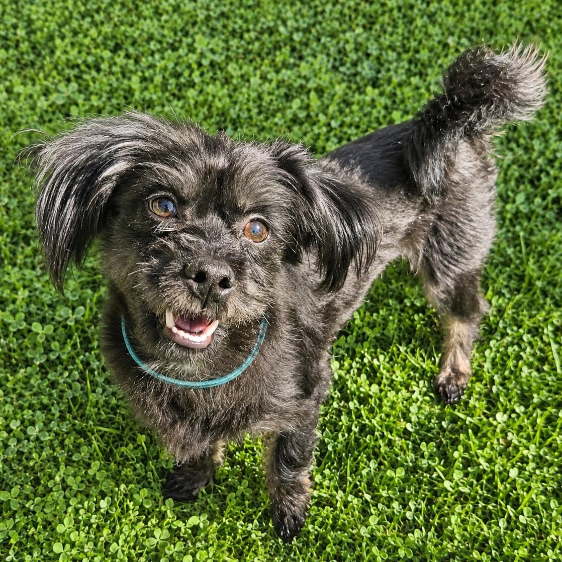 Ollie, Adoptable, Adult Male Shih Tzu & Yorkshire Terrier.
