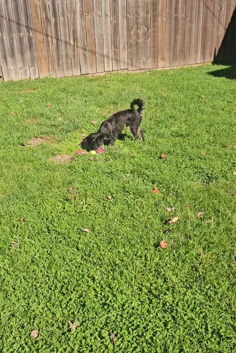 Enlarge Ollie, a Adoptable mixed breed in Livonia, MI video 6/6