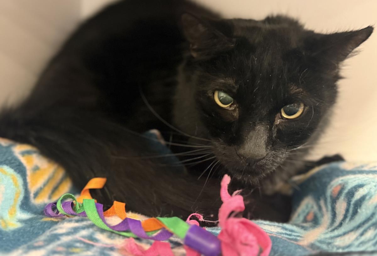 Buddy Peters, Adoptable, Adult Female Domestic Long Hair.