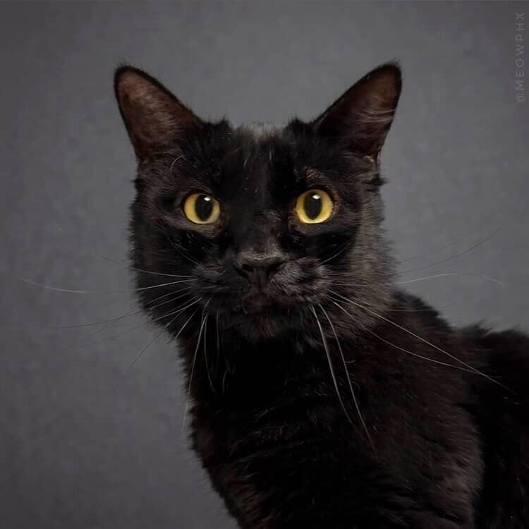 Buddy Peters, a Adoptable Domestic Long Hair in Chandler, AZ image 2/3