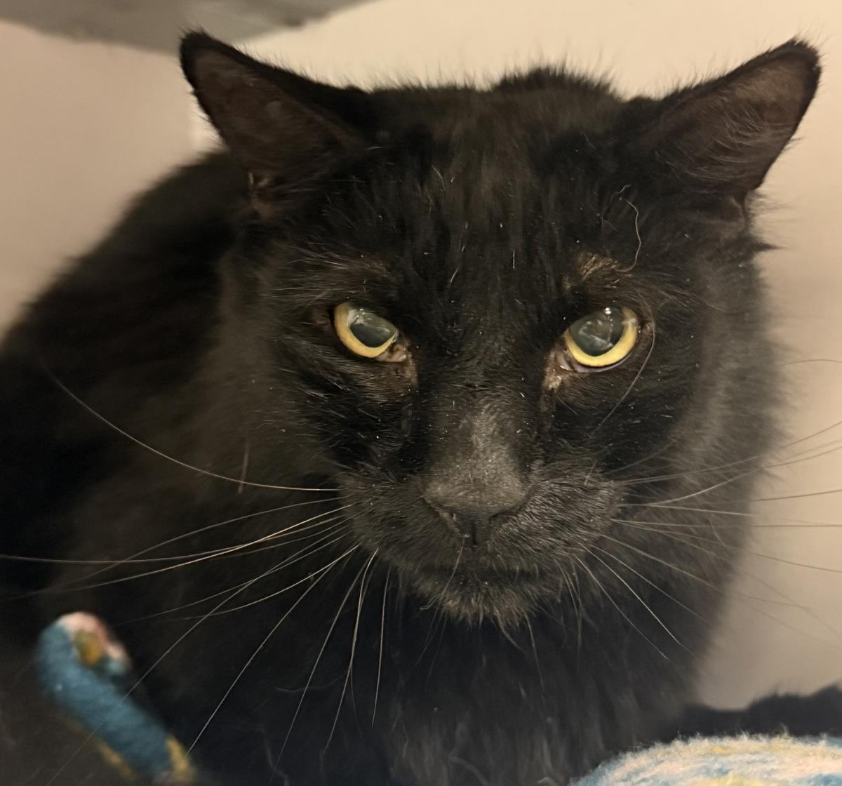 Buddy Peters, a Adoptable Domestic Long Hair in Chandler, AZ image 3/3
