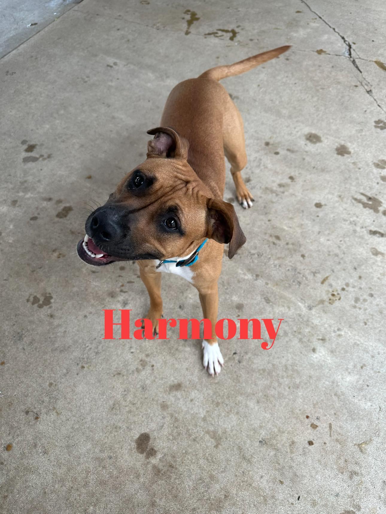 HARMONY, Adopted, Adult Female Boxer & Pit Bull Terrier.