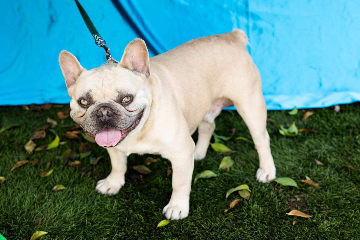 Enlarge FREDDY, a ADOPTABLE French Bulldog in Rowland Heights, CA image 3/3