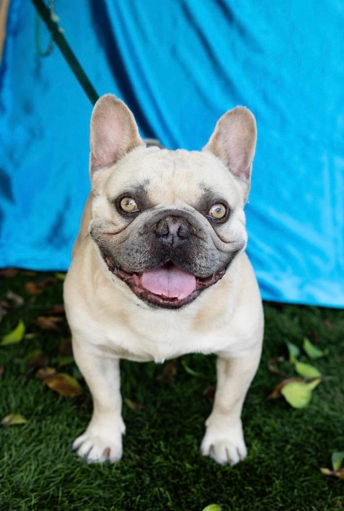 FREDDY, ADOPTABLE, Adult Male French Bulldog.