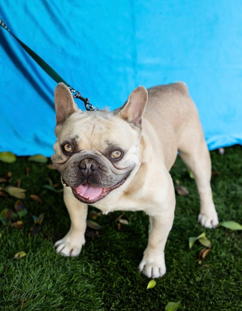 Enlarge FREDDY, a ADOPTABLE French Bulldog in Rowland Heights, CA image 2/3