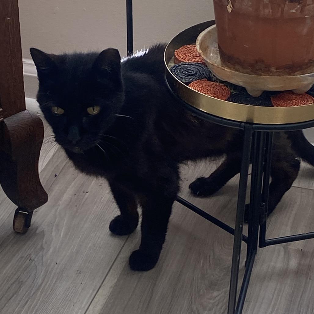 Enlarge Berlioz (Bear), a Adoptable Domestic Short Hair in Ponte Vedra Beach, FL image 1/3