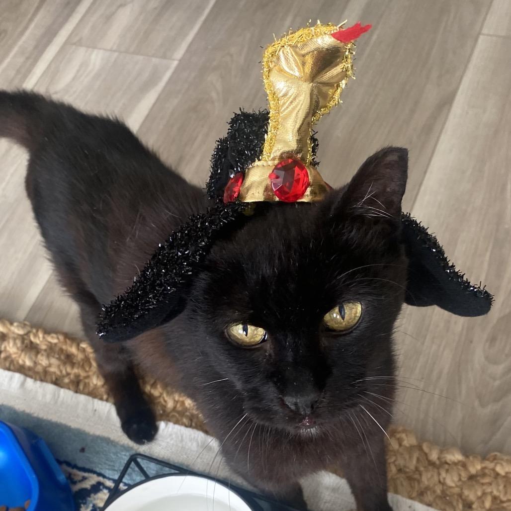 Berlioz (Bear), a Adoptable Domestic Short Hair in Ponte Vedra Beach, FL image 3/4