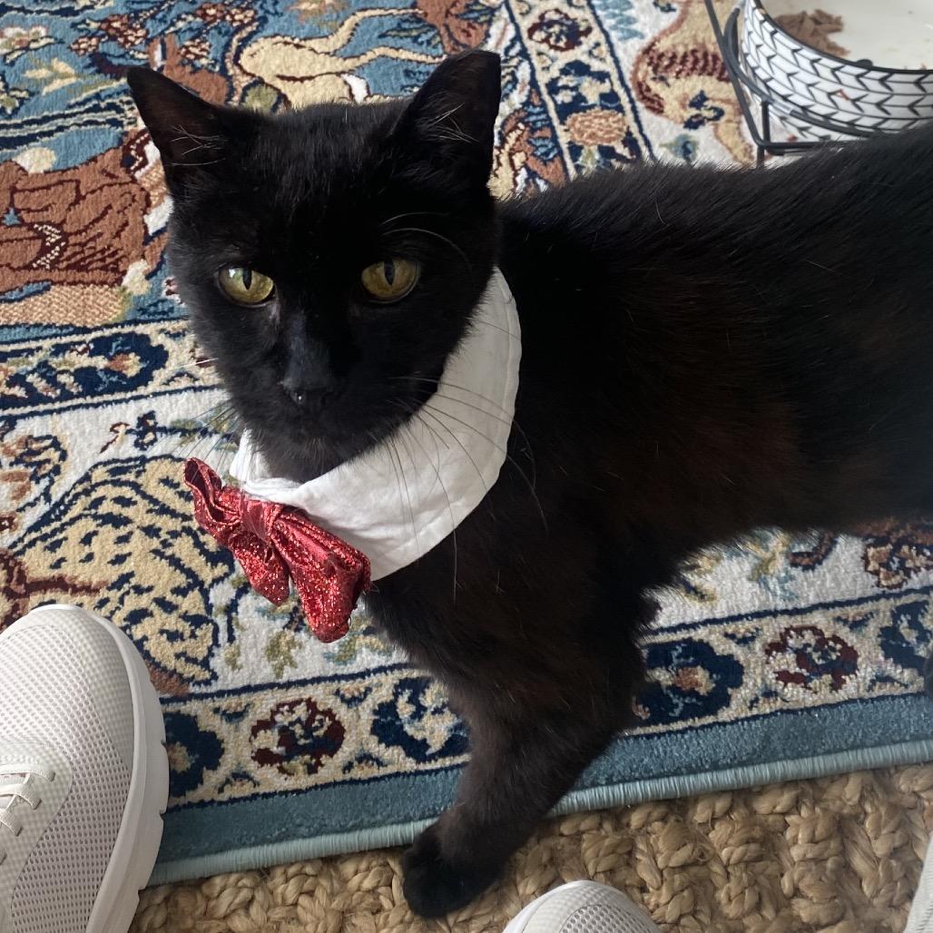 Berlioz (Bear), a Adoptable Domestic Short Hair in Ponte Vedra Beach, FL image 4/4