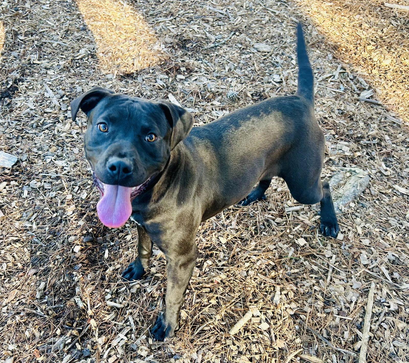 Bambi, Adoptable, Young Female Pit Bull Terrier.