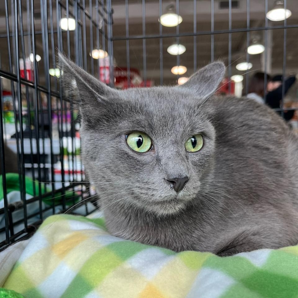 Jules, ADOPTABLE, Adult Male Russian Blue.