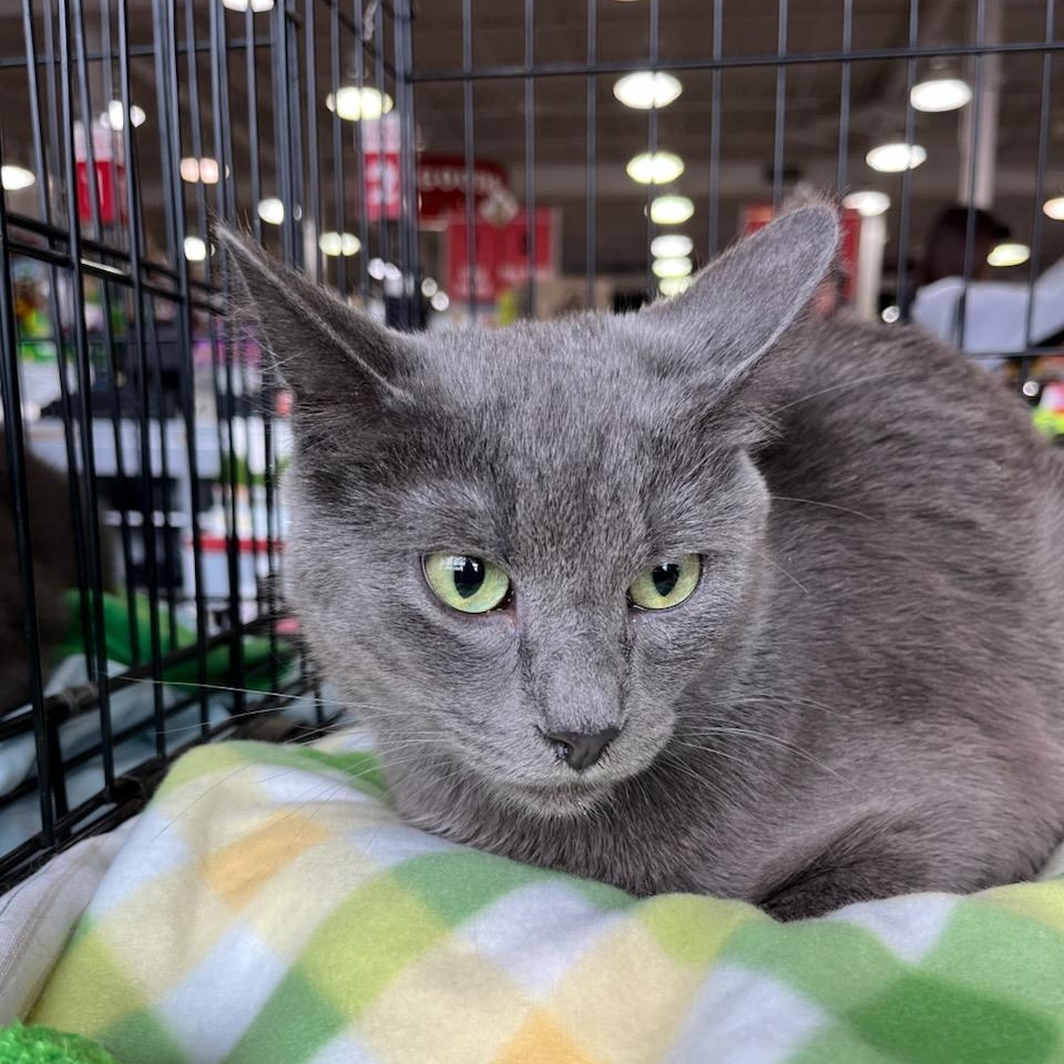 Enlarge Jules, a ADOPTABLE mixed breed in Stanhope, NJ image 2/2