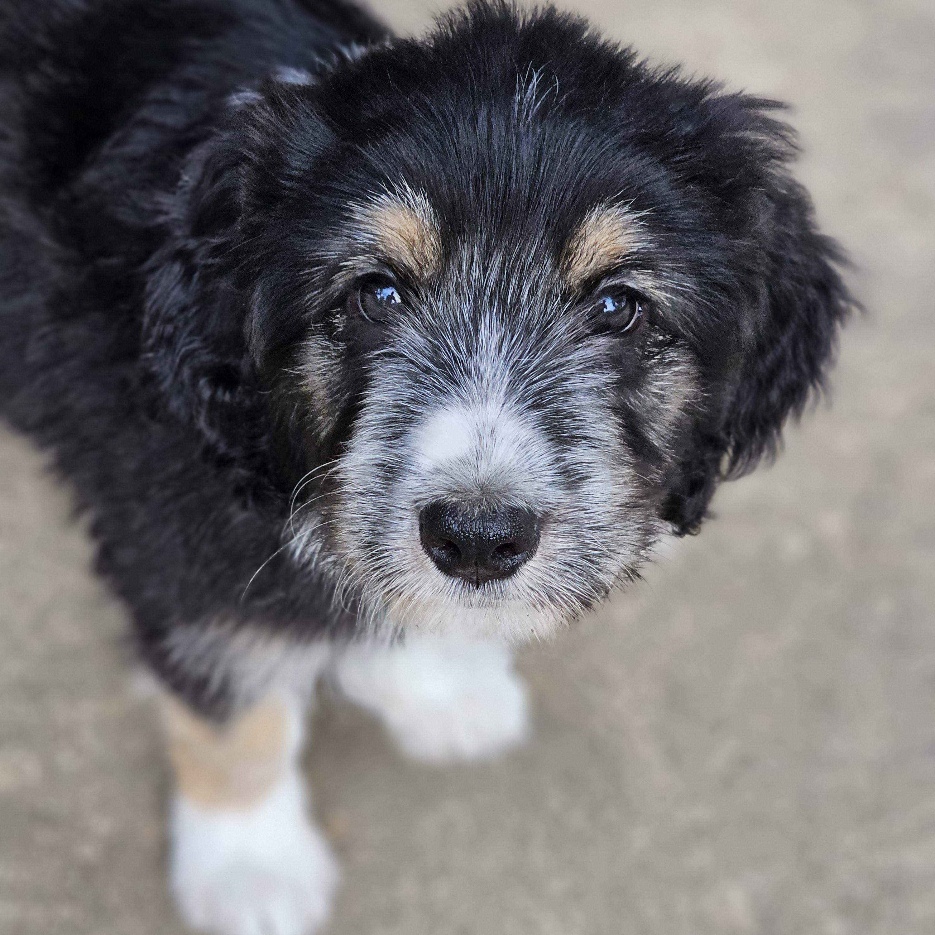 Enlarge Pepper Springfield , an adopted mixed breed in Springfield , IL image 2/6