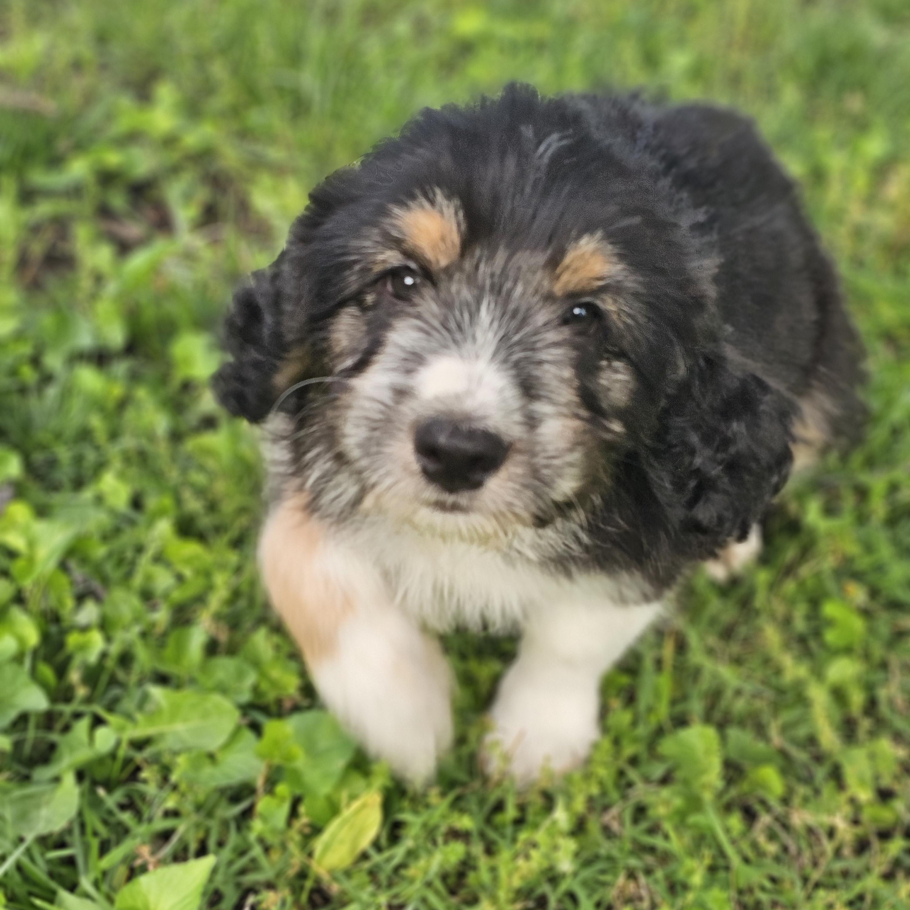 Pepper Springfield , Adoptable, Puppy Female Bernadoodle.