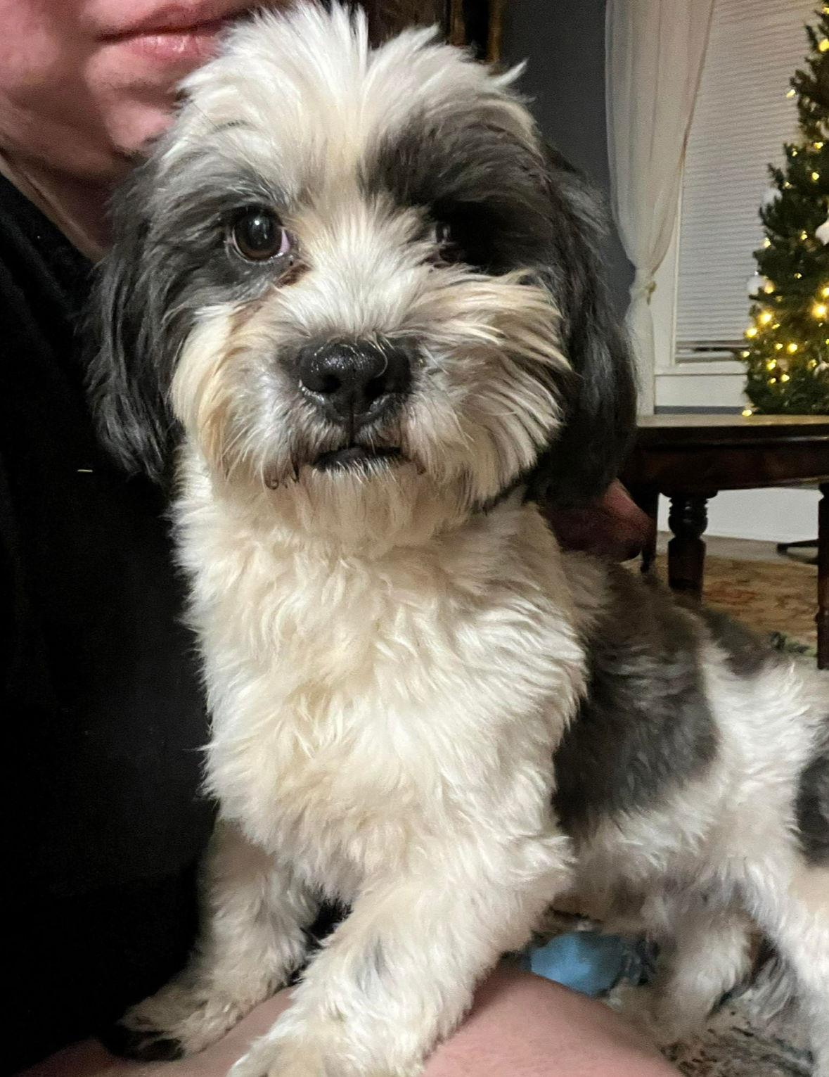 Snoopy- ADOPTION IN PROCESS, Adoptable, Adult Male Shih Tzu.