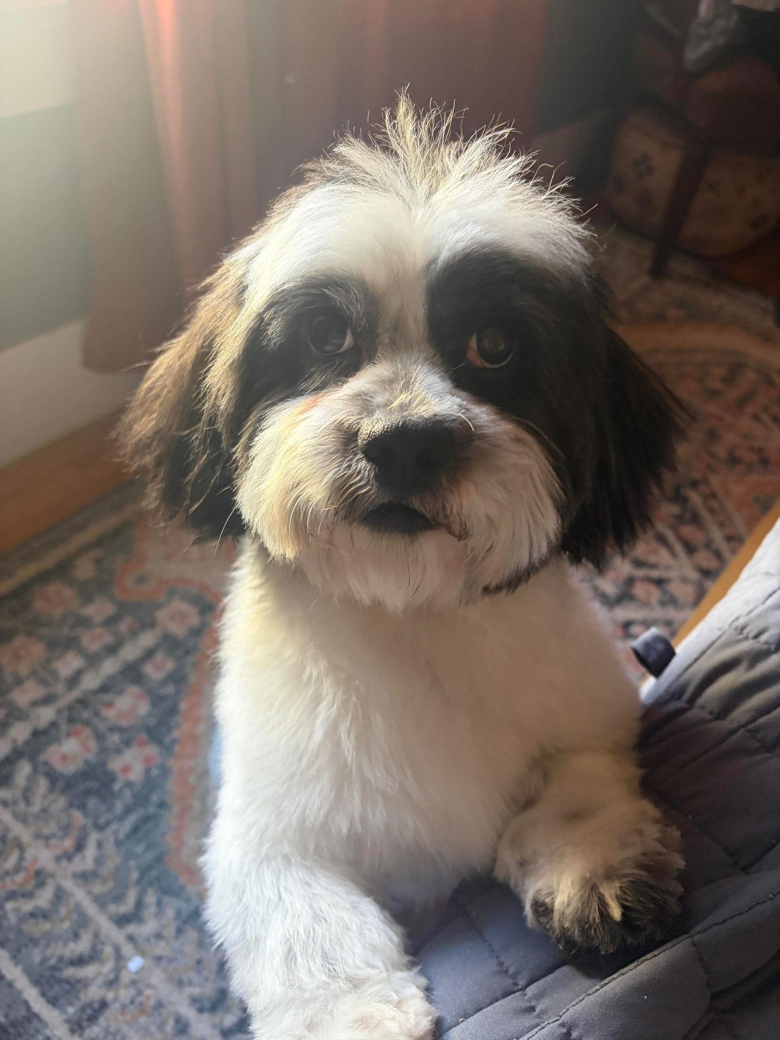 Enlarge Snoopy- ADOPTION IN PROCESS, a Adoptable Shih Tzu in Grafton, WI image 2/3