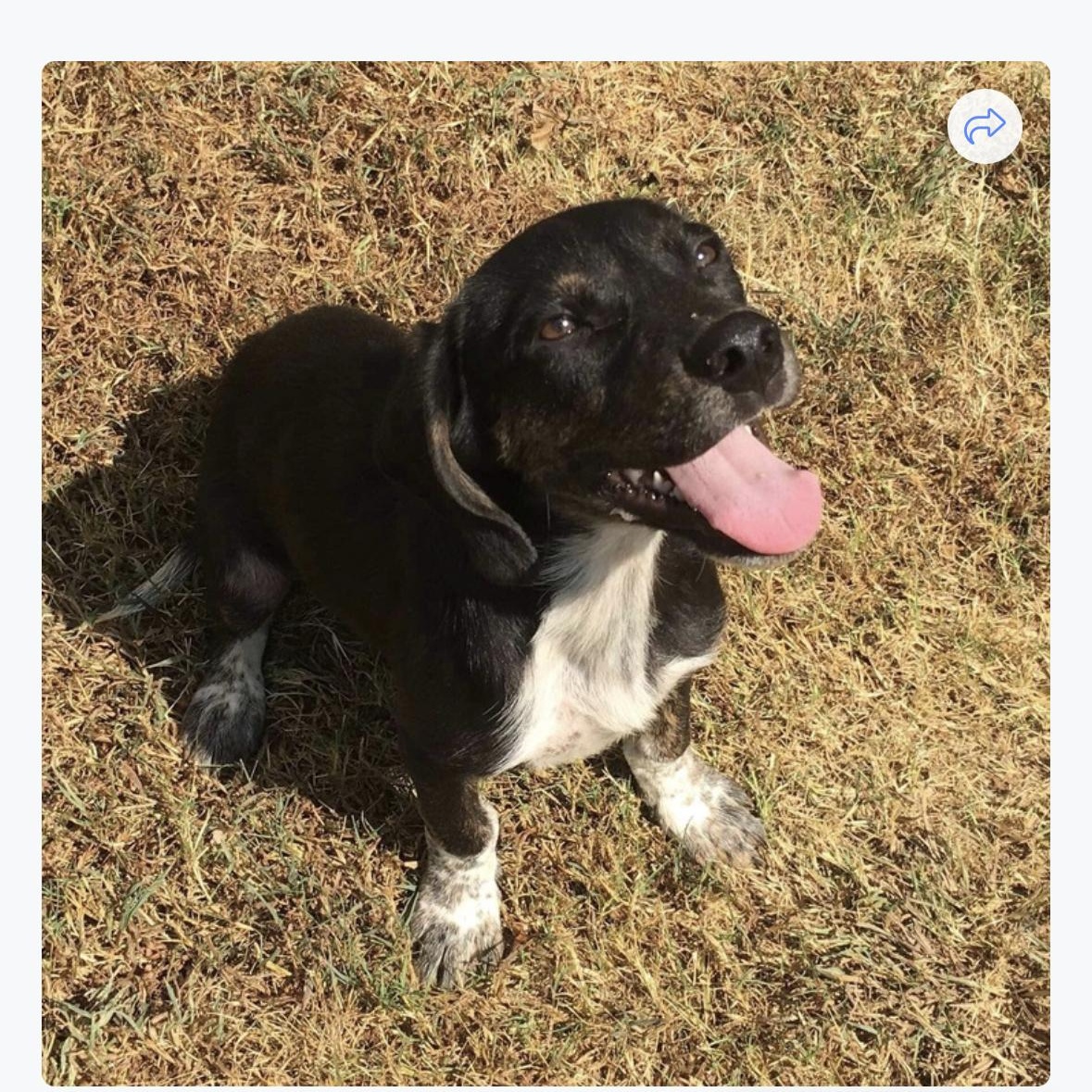 Dog for adoption Bean, a Basset Hound Mix in Newfoundland, NJ Petfinder