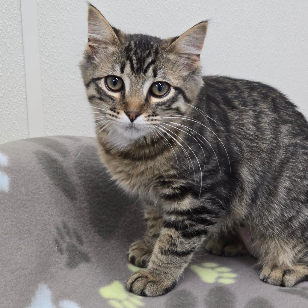 Shayla, Adoptable, Kitten Female Domestic Medium Hair.