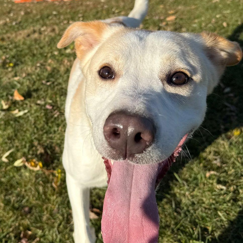 Enlarge Eddie, an adoptable mixed breed in Valparaiso, IN image 1/1