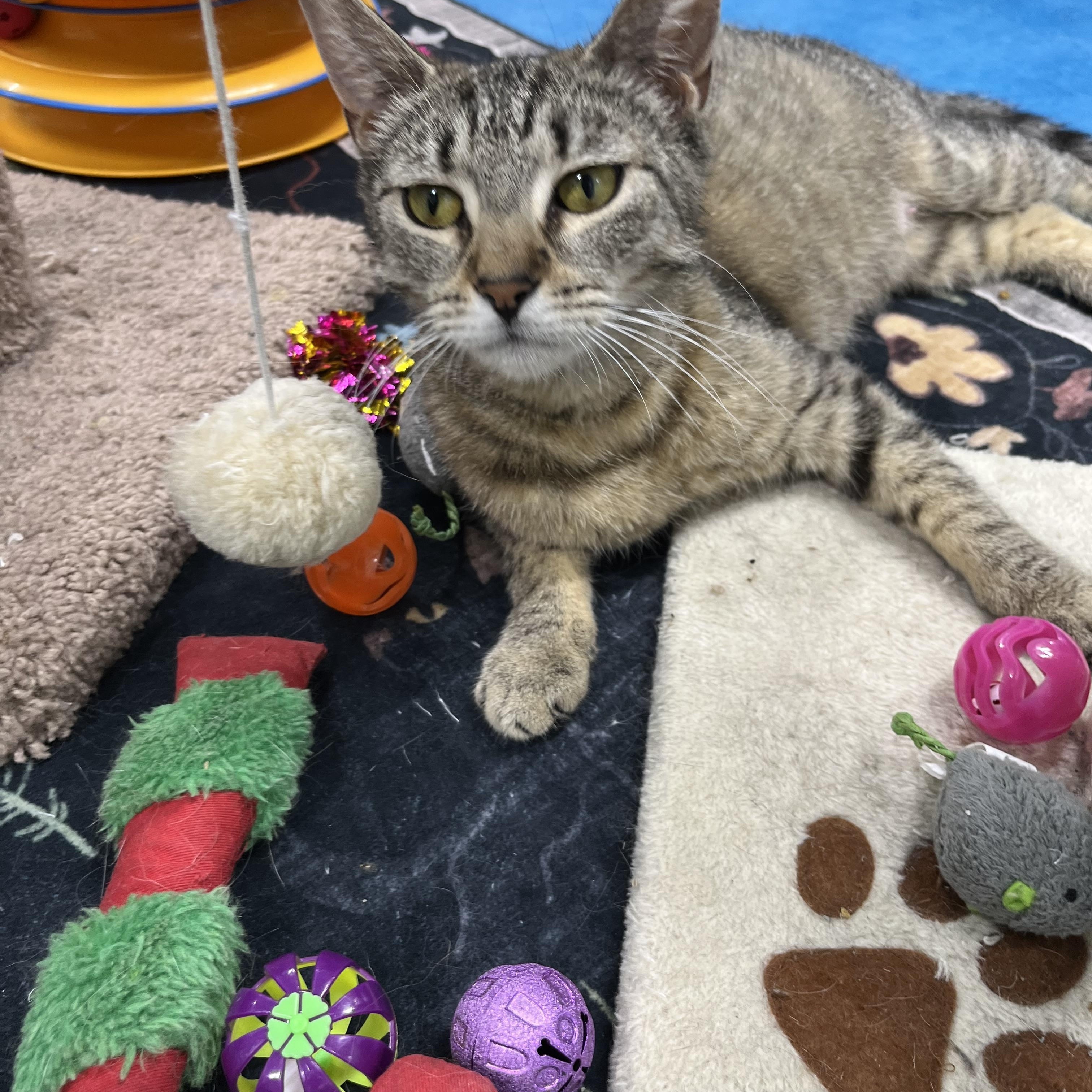 Enlarge Ivy, an adopted Tabby in Pompton Plains, NJ image 1/1