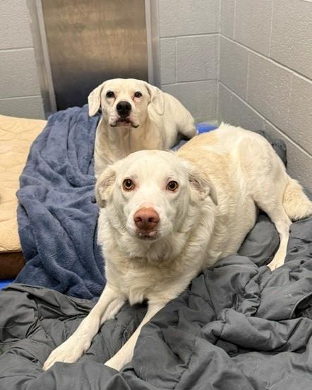 Honey & Blaze, Adoptable, Adult Female Retriever.