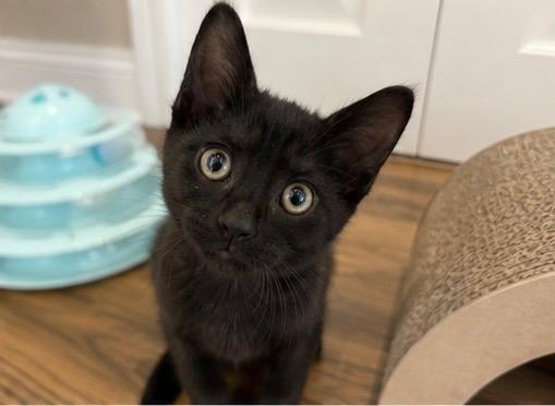 Enlarge Reggie (M) & Terri (F) - Bonded Pair, a ADOPTABLE Domestic Short Hair in Haddon Heights, NJ image 5/6