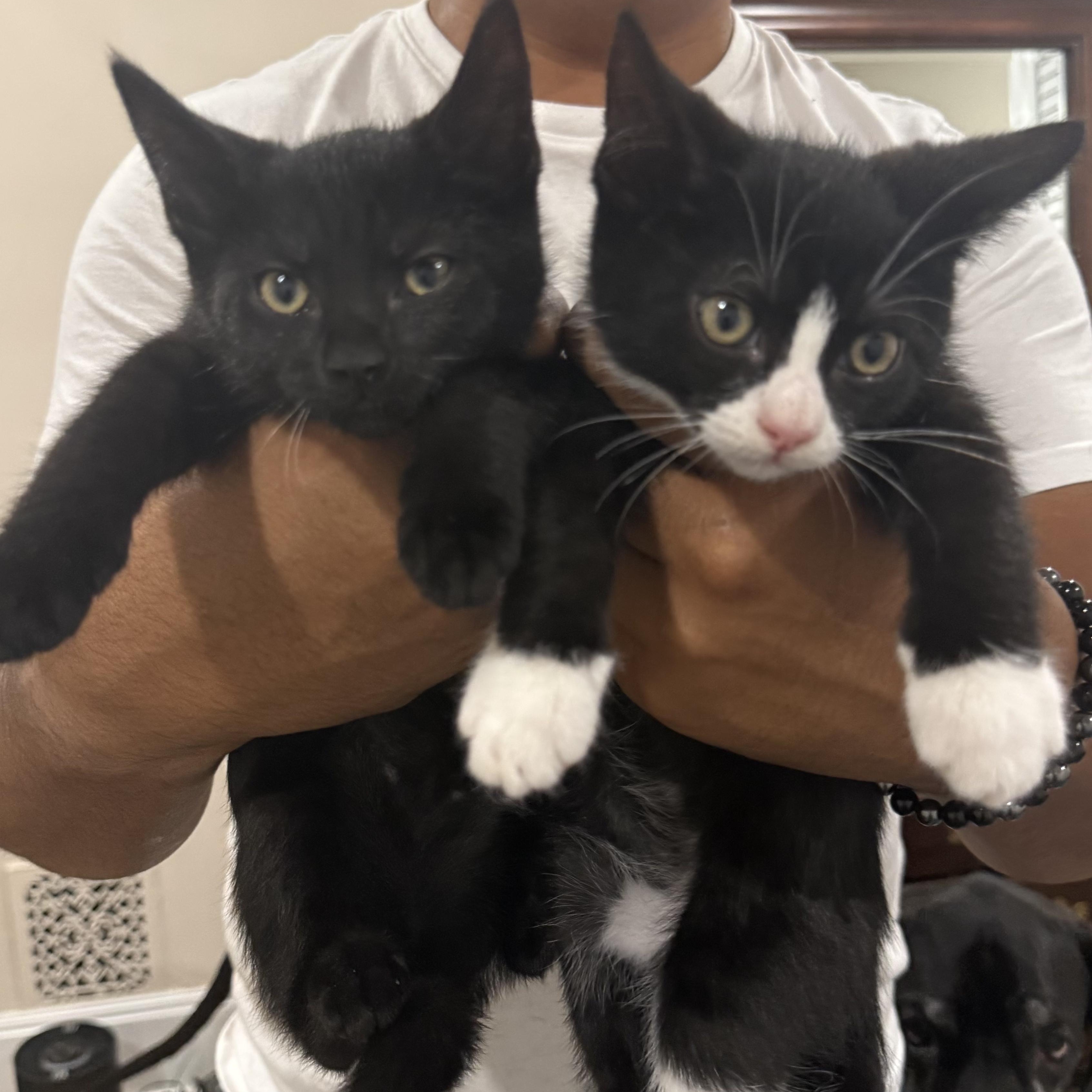 Reggie (M) & Terri (F) - Bonded Pair, ADOPTABLE, Kitten Male Domestic Short Hair.