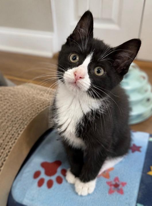 Enlarge Reggie (M) & Terri (F) - Bonded Pair, a ADOPTABLE Domestic Short Hair in Haddon Heights, NJ image 4/6