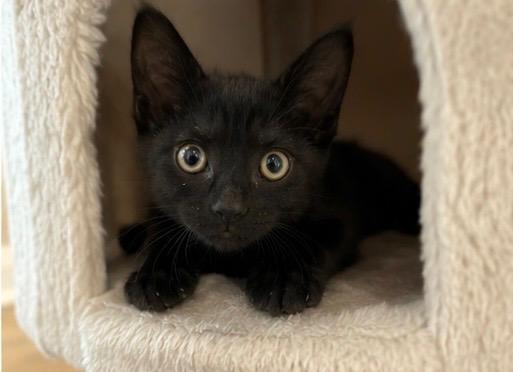 Enlarge Reggie (M) & Terri (F) - Bonded Pair, a ADOPTABLE Domestic Short Hair in Haddon Heights, NJ image 3/6