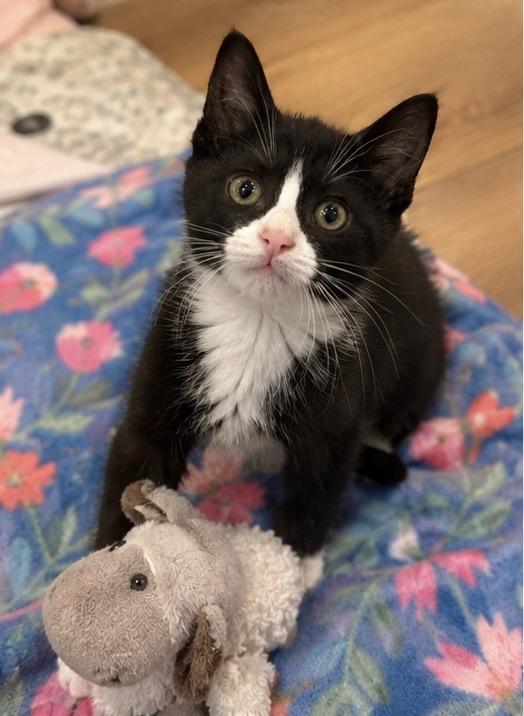 Enlarge Reggie (M) & Terri (F) - Bonded Pair, a ADOPTABLE Domestic Short Hair in Haddon Heights, NJ image 6/6