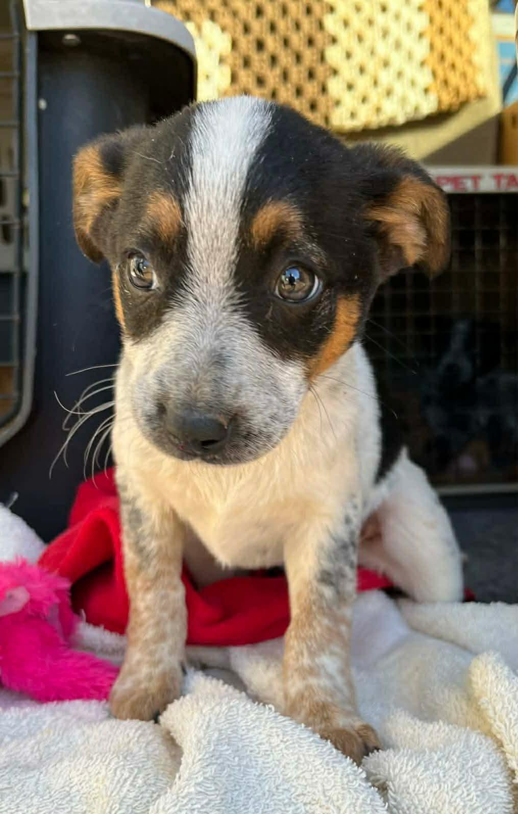Violet, ADOPTABLE, Puppy Female Cattle Dog.