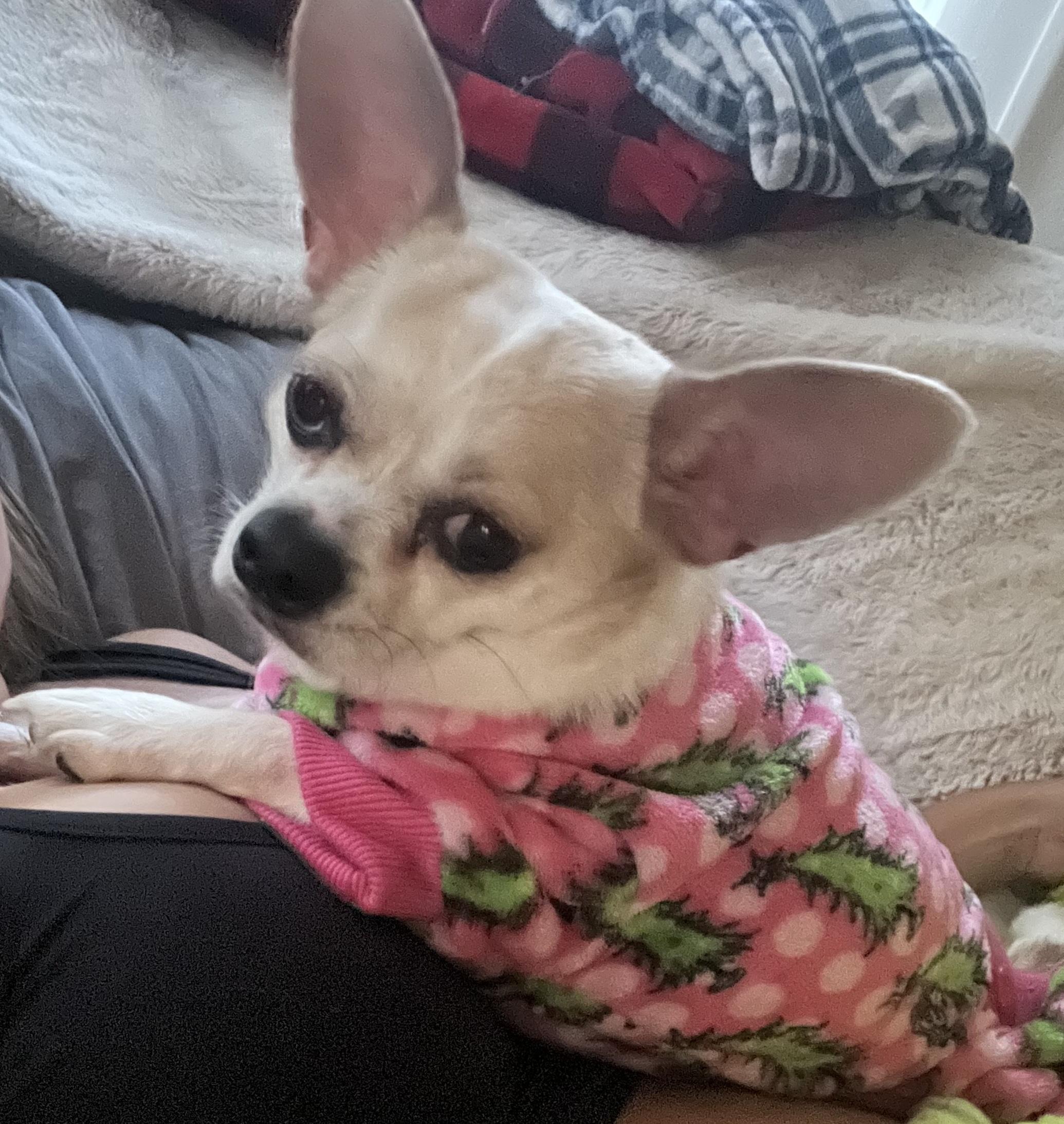 Molly *courtesy post*
