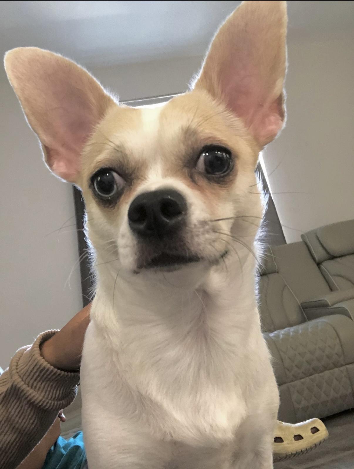 Molly *courtesy post*