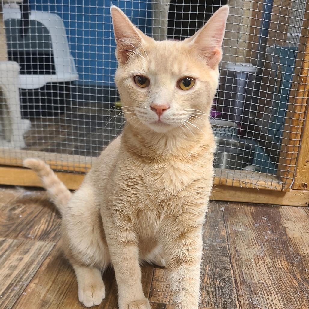 Morris, Adoptable, Young Male Domestic Short Hair.