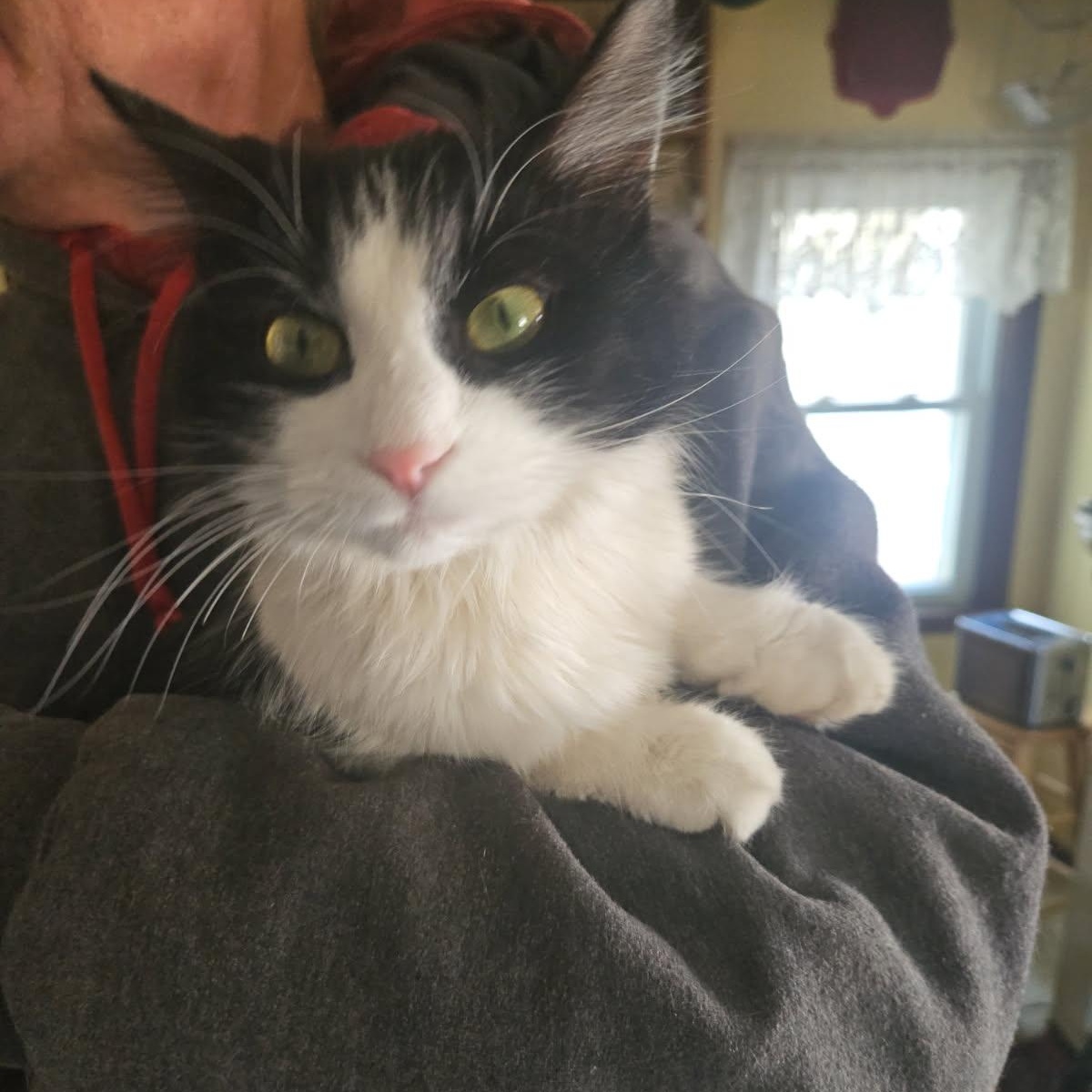 Enlarge Zoe, a ADOPTABLE Domestic Short Hair in Stockholm, WI image 3/4