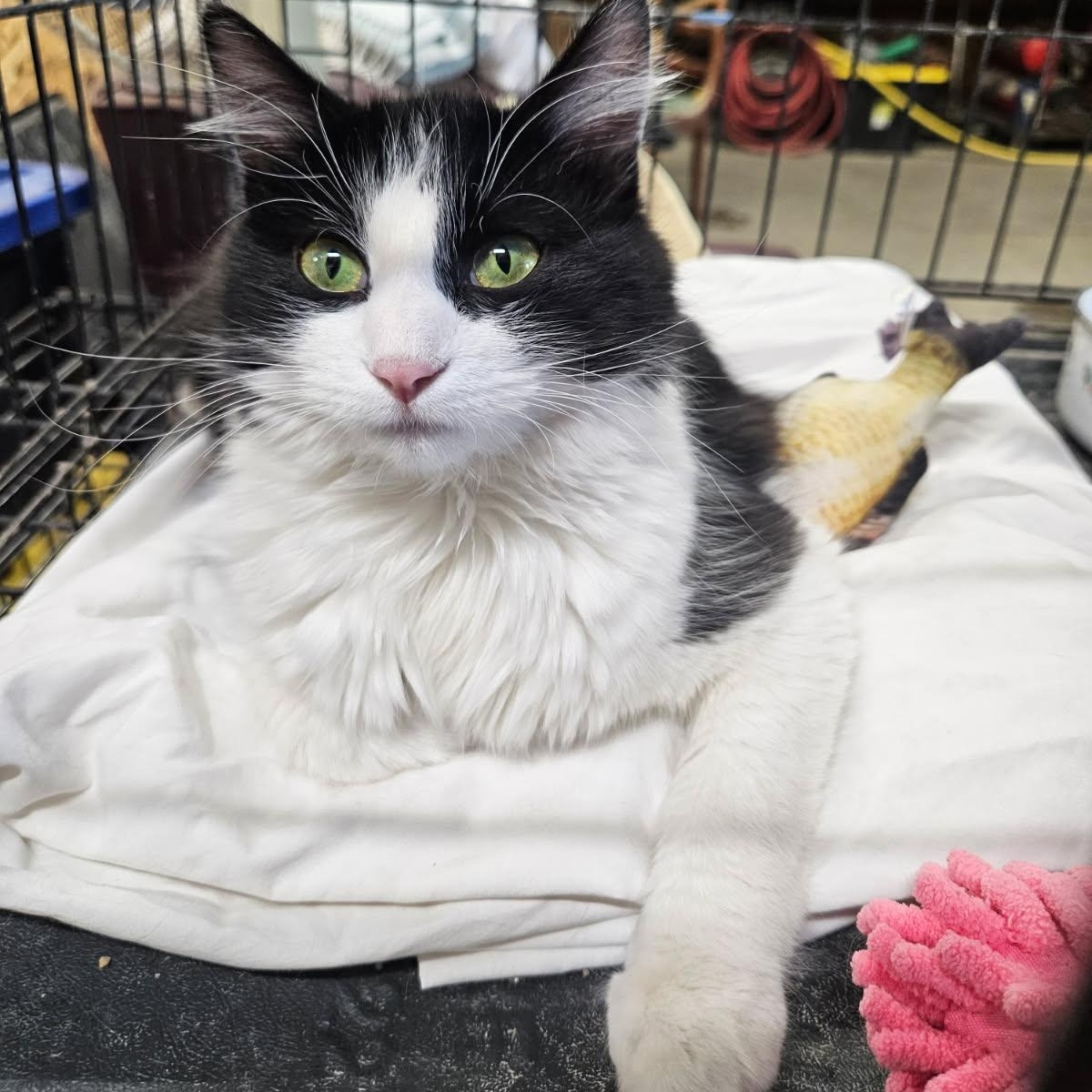 Zoe, ADOPTABLE, Young Female Domestic Short Hair.