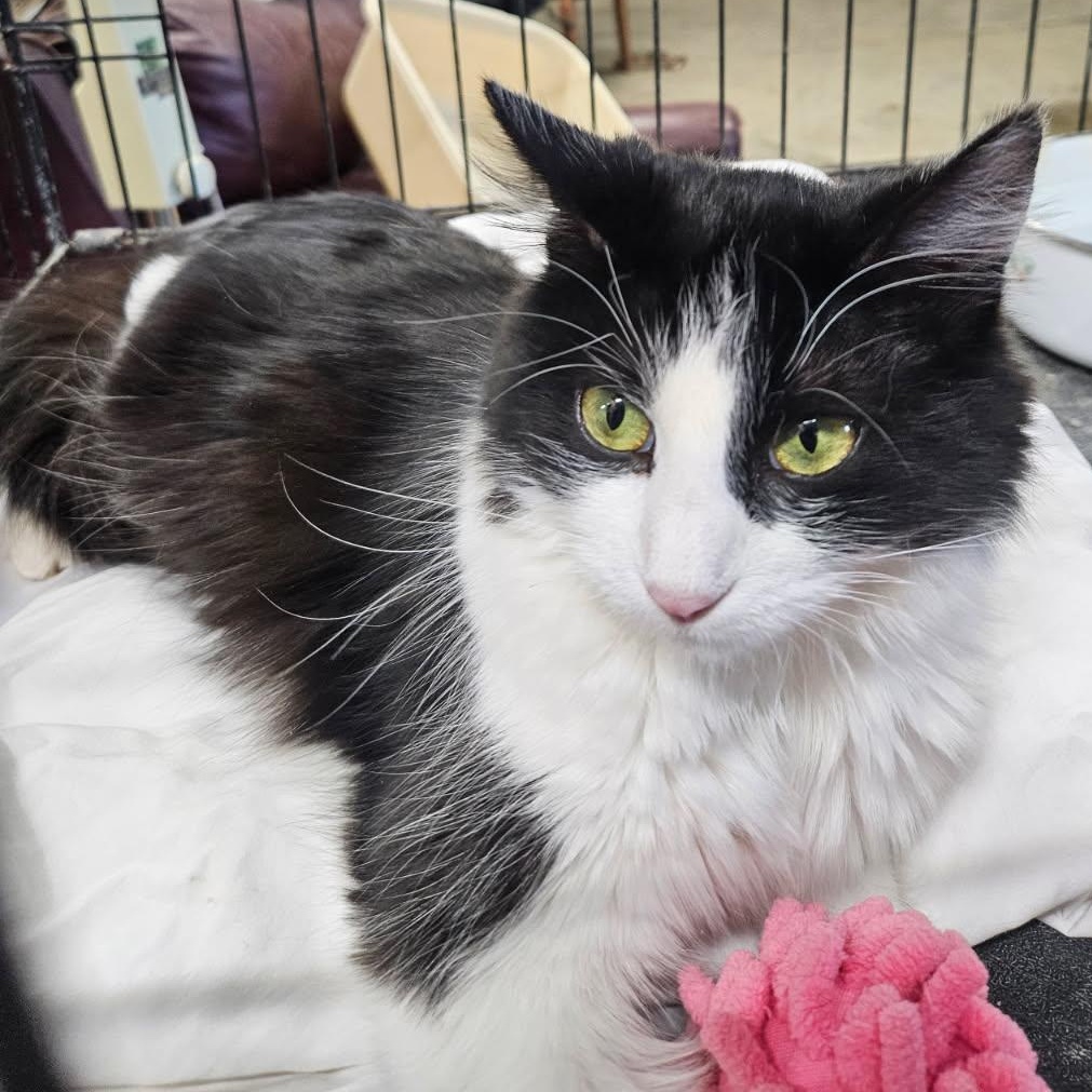 Enlarge Zoe, a ADOPTABLE Domestic Short Hair in Stockholm, WI image 2/4