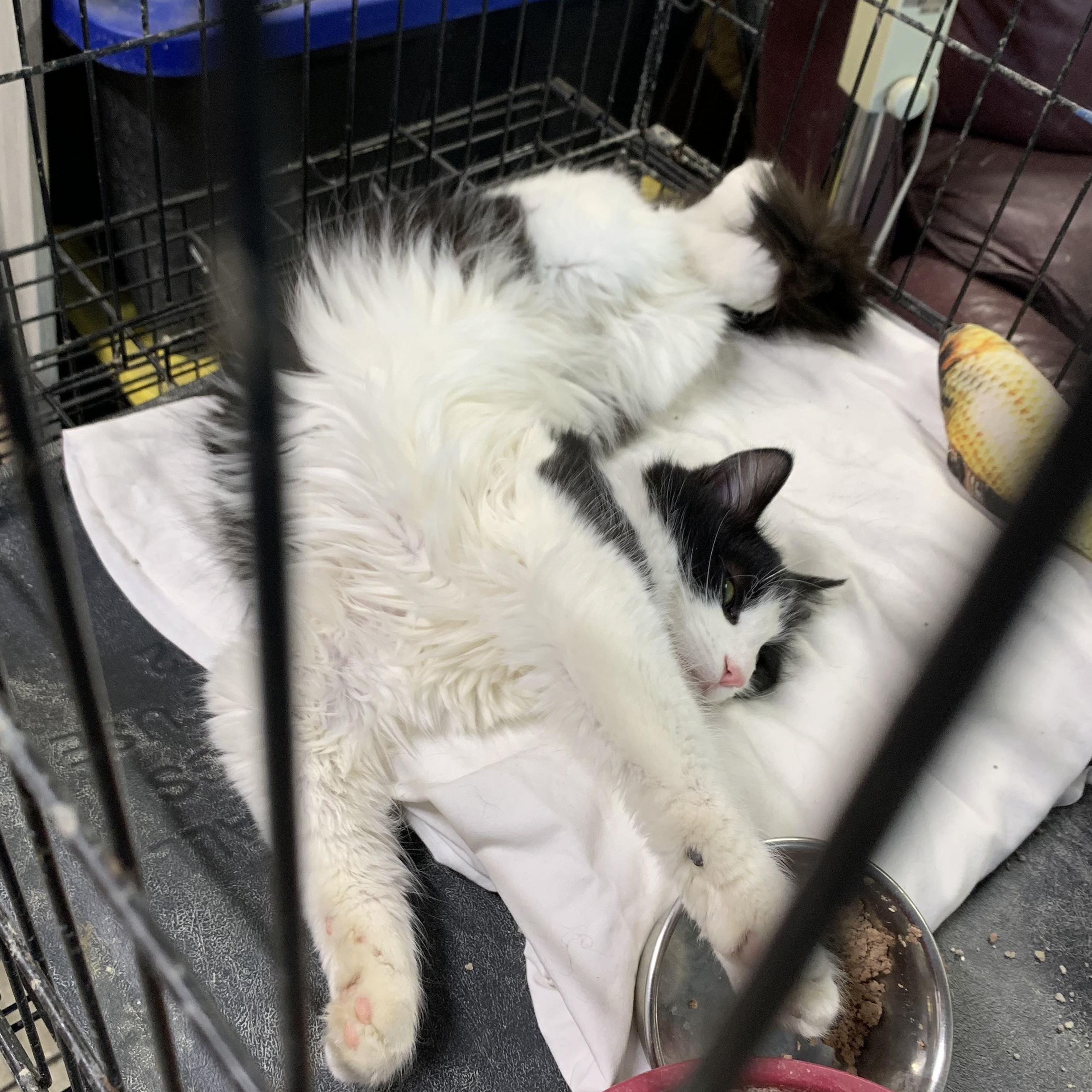 Enlarge Zoe, a ADOPTABLE Domestic Short Hair in Stockholm, WI image 4/4